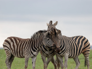 Zebra foolong around