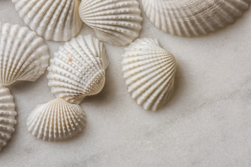 seashells on the marble close up