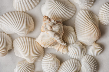 unique shell on similar shells