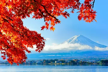 Fototapeten View of the maple leaves in autumn at Lake Kawaguchi in Japan with the Mount Fuji in the background. © Javen