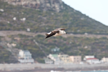 Möwe in Südafrika auf der Kap Halbinsel
