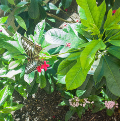 moth on red flower 