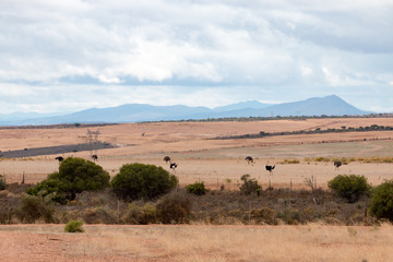 Strauße auf einer Farm in Oudtshoorn in Südafrika