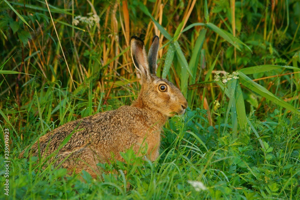 Wall mural Hare / Lepus europaeus