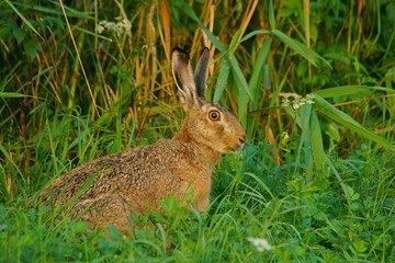 Hare / Lepus europaeus