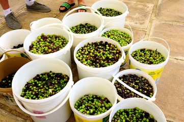 Freshly harvested olives in a bucket