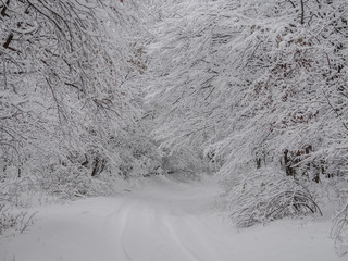 Winter forest. Snow covered winter road.