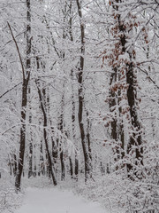 Winter forest. Snow covered winter road.