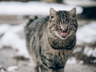 Obraz premium Cat smacking her lips tongue out