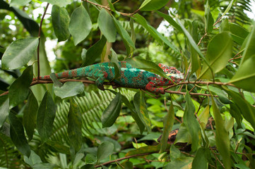 Male chameleon climbing a branch
