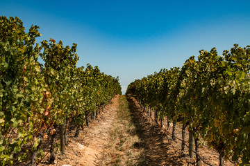 Fototapeta na wymiar Weinbaugebiet bei Stellenbosch in Südafrika