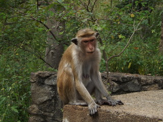 Monkey looking