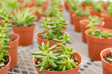 Rows of Green Succulents
