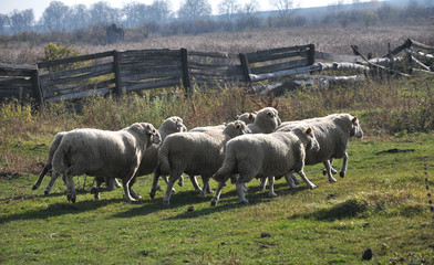 A small herd of sheep
