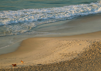 Aerial view of two dogs playing on Copacabana beach in morning sunshine, Rio de Janeiro, Brazil 