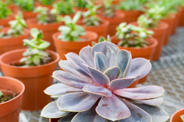 Purple and Green Succulents