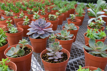 Potted Succulents in Greenhouse