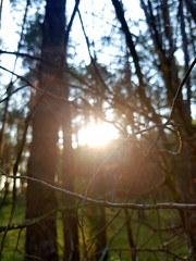 sunset in the forest