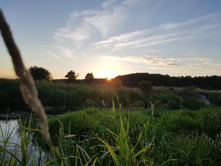 sunset over wheat field, near river