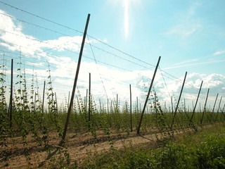 Kamien © M. G. Koperkiewicz