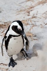 Fototapeta premium Brillenpinguine am Boulders Beach in Südafrika