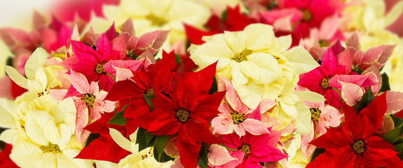 Stella Di Natale Princettia.Pink Poinsettia Stock Photos And Royalty Free Images Vectors And Illustrations Adobe Stock