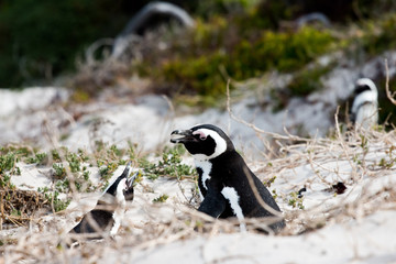 Brillenpinguine am Boulders Beach in Südafrika