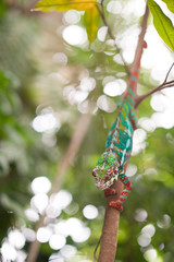 Who's that in the tree? Colorful chameleon (male) climbing down a tree.