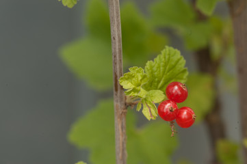 red currant close-up