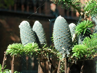 Kamien Pomorski © M. G. Koperkiewicz