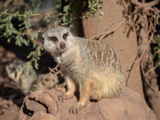 Meerkats