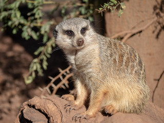 Meerkats