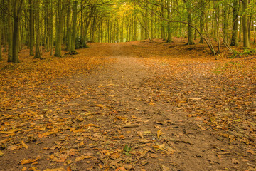 Naklejka na ściany i meble Golden leaf littered path through the woodland in autumn