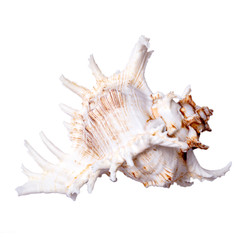 beautiful seashell on white background