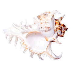 beautiful seashell on white background