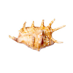 beautiful seashell on white background