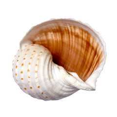 beautiful seashell on white background