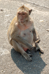 A pregnant monkey sits on the ground and looks away.