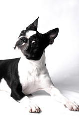 dog on white background