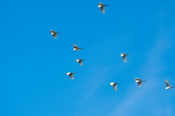 birds