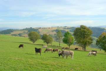herd of cows grazing in field
