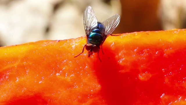 Mosca dom&eacute;stica