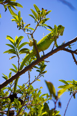 green branch of a tree