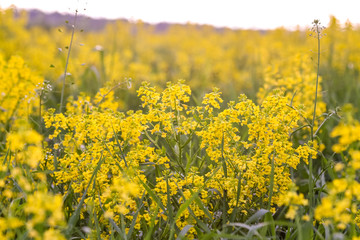 Field of blooming colza, also known as rapeseed (Brassica napus)