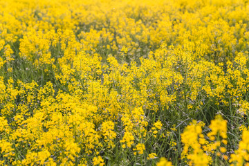 Obraz premium Field of blooming colza, also known as rapeseed (Brassica napus)