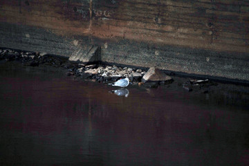 birds on the rock