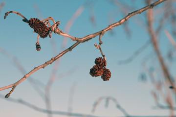 berries in winter
