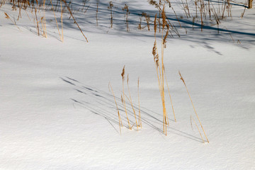 grass in the snow