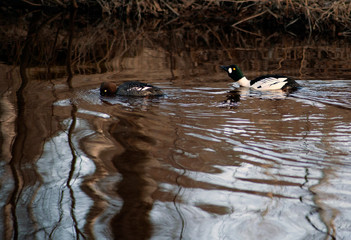 two ducks in a pond