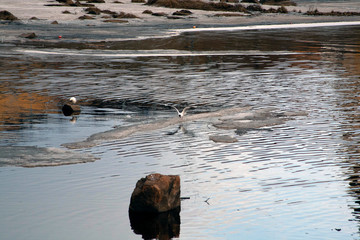 seagulls on lake